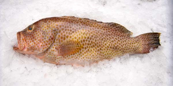 Spotted grouper