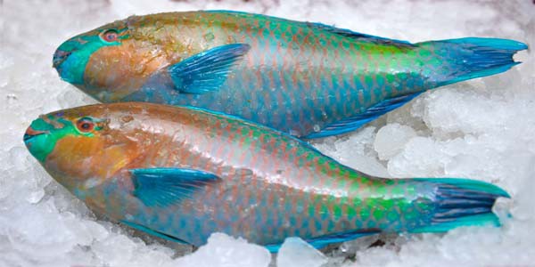 Parrotfish