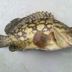 White grouper